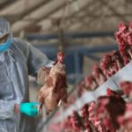 Francia ordena sacrificio de aves en cinco provincias ante brotes de gripe europa