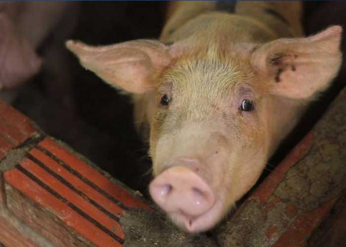 gripe-porcina corea del sur