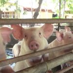 Nicaragua se suma a la prevención de la peste porcina africana nicaragua