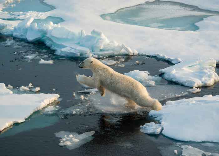 groenlandia groenlandia