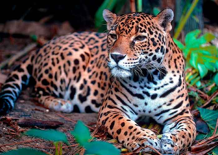 guatemala1_Uxqtw4D guatemala