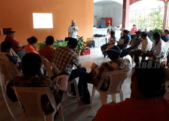 guayaba-jinotega-02 nicaragua