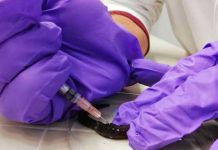 Francia autoriza prueba con sangre de gusano en pacientes con coronavirus francia