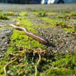 «Gusanos saltarines» invaden varios estados de Estados Unidos estados unidos, animales, lombriz, gusano saltarin,