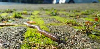 estados unidos, animales, lombriz, gusano saltarin,