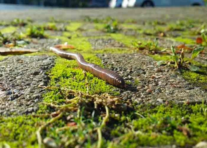 gusano-saltarin- estados unidos, animales, lombriz, gusano saltarin,