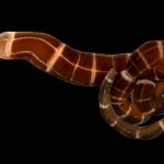 Descubren un gusano que si le cortas la cabeza le vuelve a crecer gusano