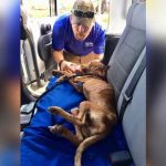 Tras paso de Dorian, hallan a perrito atrapado entre los escombros bahamas