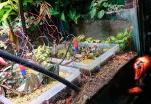 Un helecho es la primera planta en tomarse una selfie nicaragua