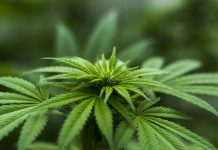 Aprueban medicamento a base de marihuana para tratar la epilepsia estados unidos