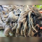 Bob Marley, el gato que vivió durante meses bajo dos kilos de su propio pelo estados unidos