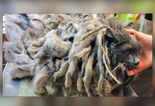 Bob Marley, el gato que vivió durante meses bajo dos kilos de su propio pelo estados unidos