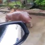 video viral