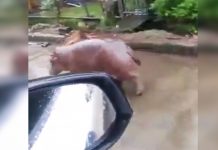Aparece hipopótamo en El Rama y sorprende a nicaragüenses (VIDEO) video viral