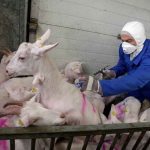Holanda teme por nueva enfermedad respiratoria transmitida por las cabras holanda