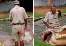 Hombre alimenta a enorme cocodrilo con pollo vivo y pasa esto (VIDEO) hombre