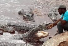 Un hombre alimenta a unos cocodrilos, mira cómo se comportan un hombre
