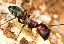 Descubren nueva especie de hormiga que explota para liberar un líquido tóxico asia