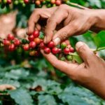 Más de 6 mil manzanas de café afectadas en Honduras por paso de Eta e Iota honduras