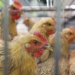 Hong Kong suspende compra de pollos por gripe aviar Hong Kong
