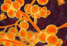 Candida auris: El misterioso hongo resistente a los medicamentos candida auris