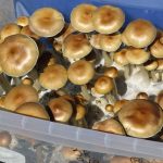 EE.UU: Hombre se inyecta té de hongos para la depresión y le crecen en el cuerpo estados unidos