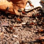 Plaga de hormigas invade un hospital de Italia (VIDEO) italia