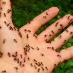 Un mujer castigaba a sus hijos torturándolos con peligrosas hormigas argentina