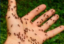 Un mujer castigaba a sus hijos torturándolos con peligrosas hormigas argentina