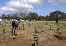 Privados de libertad de Nicaragua aprenden oficio del campo nicaragua