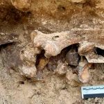 Hallan huesos de la Edad de Hielo en el patio trasero de una casa, EEUU estados unidos, ciencia, huesos, descubrimientos,