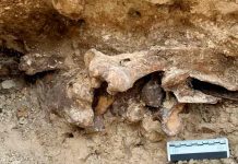 Hallan huesos de la Edad de Hielo en el patio trasero de una casa, EEUU estados unidos, ciencia, huesos, descubrimientos,