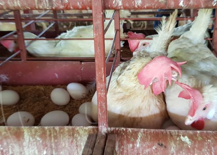 huevo-nicaragua-002 nicaragua