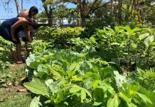 Huertos familiares en Jalapa: una opción sana de alimentación nicaragua