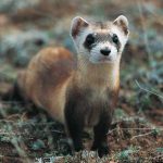 Así logran clonar un hurón de patas negras, especie en peligro de extinción estados unidos