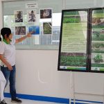 Variedades de plátano más resistentes estarán disponibles a partir de 2019 en Nicaragua nicaragua