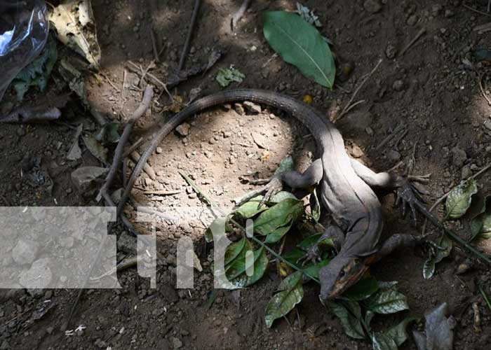 igua-2_8Ydp8Ec nicaragua