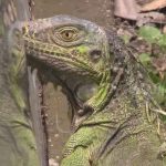 Zoocriaderos en Rivas son una buena alternativa para generar ingresos nicaragua