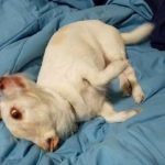 ¿Qué animal es? Esta ilusión óptica confunde a usuarios de las redes ilusion optica