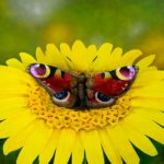 ¿Dónde está la mujer? Nueva ilusión óptica que alborota las redes tendencia