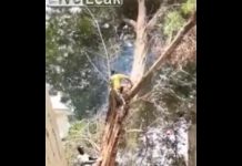 Grua fulmina a un Jardinero en África un hombre