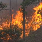 Voraz incendio arrasa con más de 90 manzanas de bosques en Nueva Segovia nicaragua