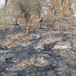 Incendio forestal en cerro Los Pinos es controlado en Jinotega nicaragua