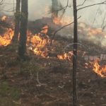 Incendio arrasa con 33 hectáreas de bosque de pino y roble en Somoto nicaragua