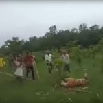 ¡Sádicos! Golpean brutalmente a trigresa hasta matarla india