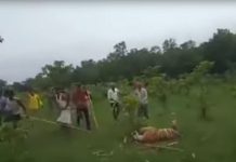 ¡Sádicos! Golpean brutalmente a trigresa hasta matarla india