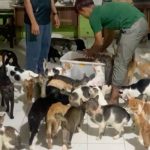 Indonesio se hace cargo de 480 gatitos que ha rescatado de la calle indonesia