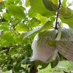 Nicaragua promueve injertación para mejorar producción de guayaba nicaragua