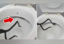 Hombre se asusta al hallar peligroso reptil dentro de su inodoro hombre
