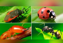 ¡Atención! Insectos podrían extinguirse según estudio insectos